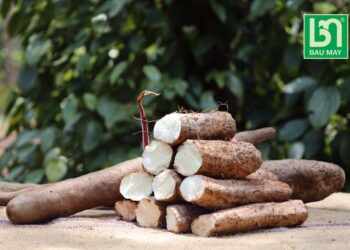 BÚN TƯƠI HOÀI SƠN– SẢN PHẨM TIÊU BIỂU TỪ CỦ HOÀI SƠN BẦU MÂY